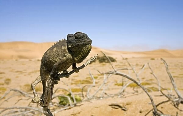 Namaqua Chameleon with dunes / desert in the background. Namib Desert, Namibia, Africa
