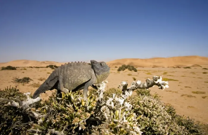 Framed Print : Namaqua Chameleon with dunes / desert in the background. Namib Desert, Namibia, Africa Framed Print : Namaqua Chameleon with dunes / desert in the background. Namib Desert, Namibia, Africa