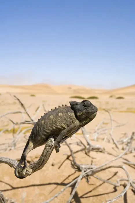 Framed Print : Namaqua Chameleon with dunes / desert in the background. Namib Desert, Namibia, Africa Framed Print : Namaqua Chameleon with dunes / desert in the background. Namib Desert, Namibia, Africa