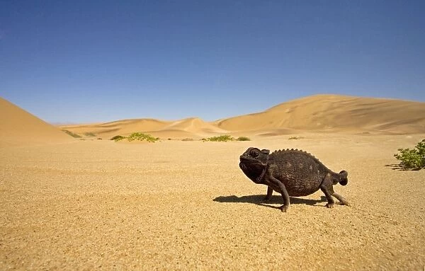 Namaqua Chameleon with dunes / desert in the background. Namib Desert, Namibia, Africa