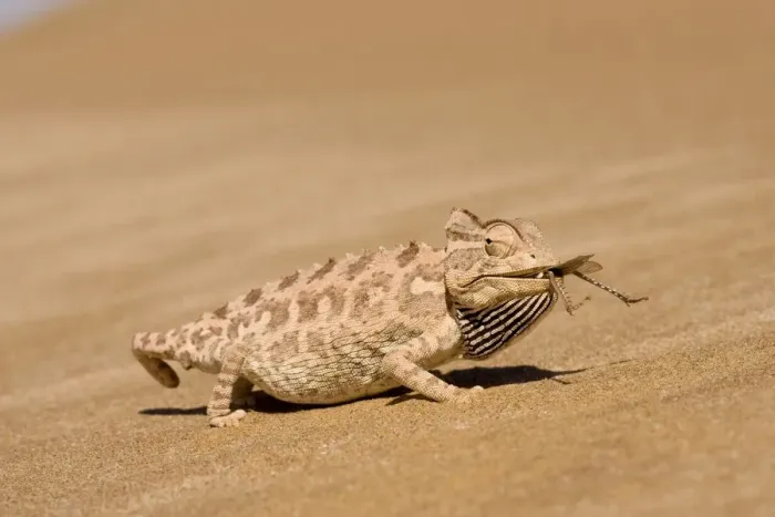 Framed Print : Namaqua Chameleon - Eating a large Desert Locust - Sequence 3 of 3 - Namib Desert - Namibia - Africa Framed Print : Namaqua Chameleon - Eating a large Desert Locust - Sequence 3 of 3 - Namib Desert - Namibia - Africa