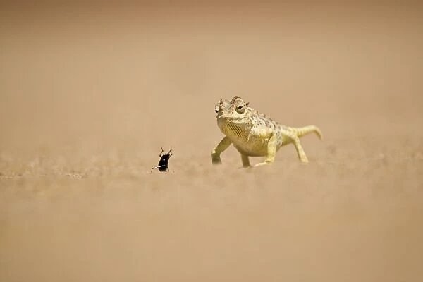 Namaqua Chameleon - Hunting a Dune Beetle on the Namib Plains - Namib Desert - Namibia - Africa