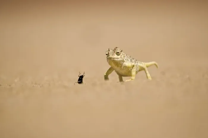 Framed Print : Namaqua Chameleon - Hunting a Dune Beetle on the Namib Plains - Namib Desert - Namibia - Africa Framed Print : Namaqua Chameleon - Hunting a Dune Beetle on the Namib Plains - Namib Desert - Namibia - Africa