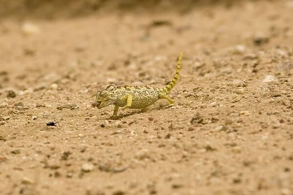 Namaqua Chameleon - hunting for Tenebrionid Beetles