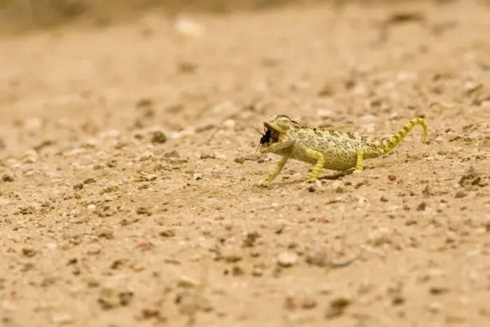 Framed Print : Namaqua Chameleon - hunting for Tenebrionid Beetles - Namib Desert - Namibia - Africa Framed Print : Namaqua Chameleon - hunting for Tenebrionid Beetles - Namib Desert - Namibia - Africa