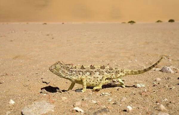 Namaqua Chameleon-Keeping an eye on the sky whilst crossing open ground Namib Desert-Namibia-Africa