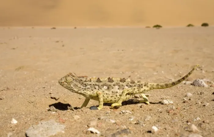Framed Print : Namaqua Chameleon-Keeping an eye on the sky whilst crossing open ground Namib Desert-Namibia-Africa