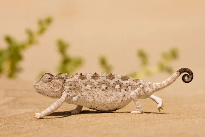 Framed Print : Namaqua Chameleon looking for prey. Namib desert, Namibia, Africa Framed Print : Namaqua Chameleon looking for prey. Namib desert, Namibia, Africa