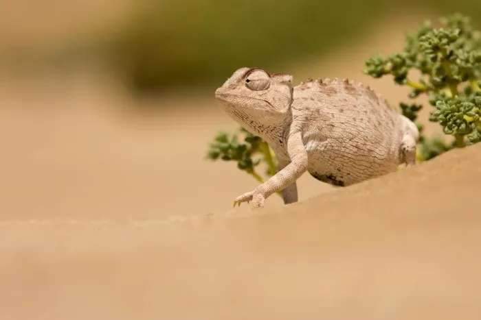 Framed Print : Namaqua Chameleon looking for prey. Namib desert, Namibia, Africa Framed Print : Namaqua Chameleon looking for prey. Namib desert, Namibia, Africa