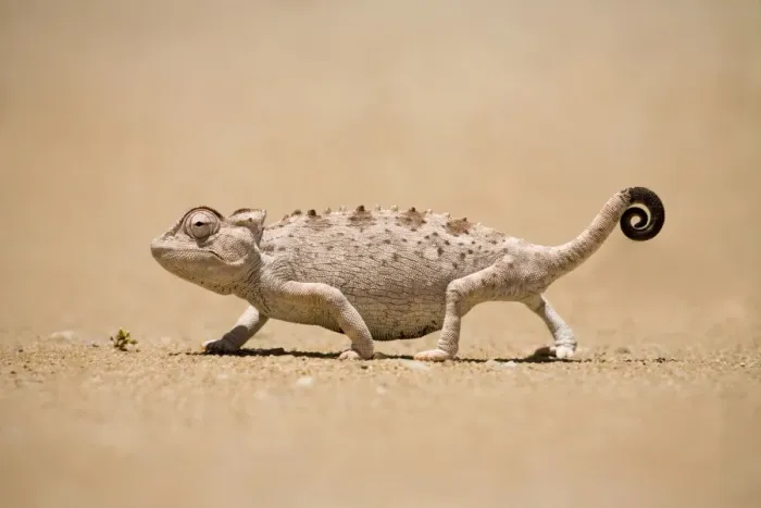 Framed Print : Namaqua Chameleon looking for prey. Namib desert, Namibia, Africa Framed Print : Namaqua Chameleon looking for prey. Namib desert, Namibia, Africa