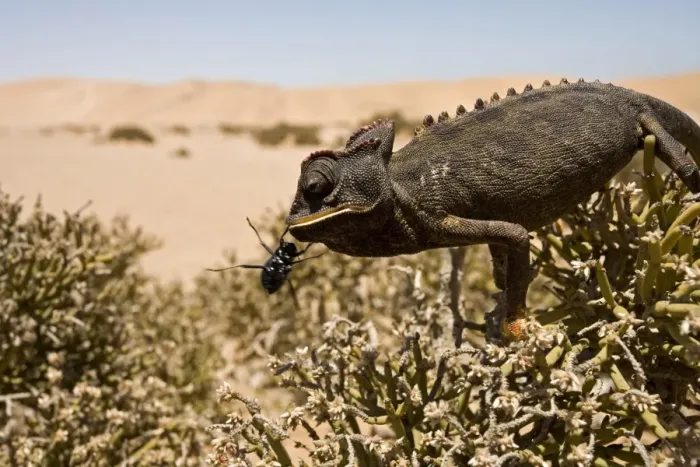 Framed Print : Namaqua Chameleon - Perched on an ink bush with a beetle - Namib Desert - Namibia - Africa Framed Print : Namaqua Chameleon - Perched on an ink bush with a beetle - Namib Desert - Namibia - Africa