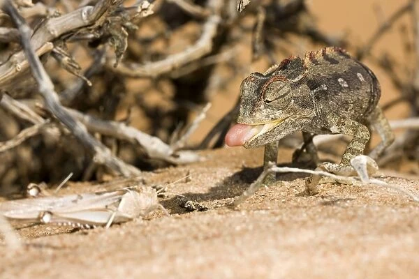 Namaqua Chameleon - Poised and ready to catch a locust - Sequence 1 of 3 -Namib Desert - Namibia - Africa