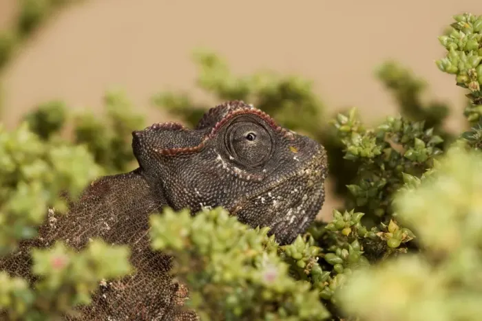 Framed Print : Namaqua Chameleon-Portrait-Eye peering from an Ink Bush- Dunes Near Swakopmund-Namib Desert-Namibia-Africa Framed Print : Namaqua Chameleon-Portrait-Eye peering from an Ink Bush- Dunes Near Swakopmund-Namib Desert-Namibia-Africa