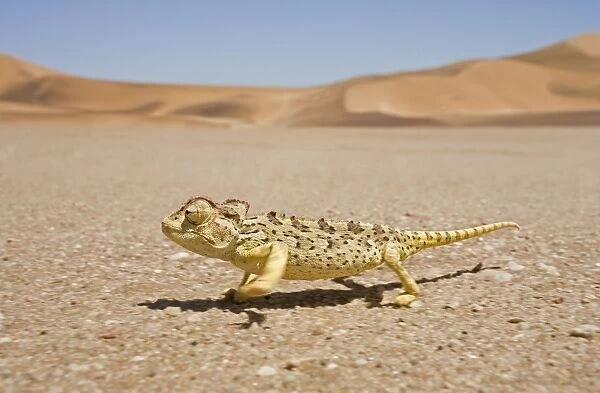 Namaqua Chameleon - Running over the gravel plains with dunes in the background - Namib Desert - Namibia - Africa