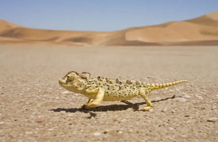 Framed Print : Namaqua Chameleon - Running over the gravel plains with dunes in the background - Namib Desert - Namibia - Africa Framed Print : Namaqua Chameleon - Running over the gravel plains with dunes in the background - Namib Desert - Namibia - Africa