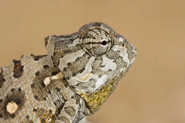 Namaqua Chameleon-Side portrait- Namib Desert-Namibia-Africa