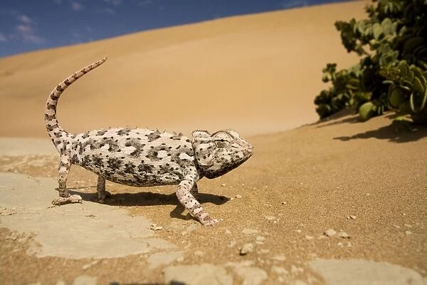 Namaqua Chameleon-Side profile during threat display-Pink Phase Dunes-Swakopmund-Namib Desert-Namibia-Africa