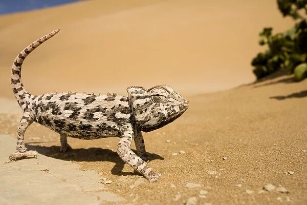 Namaqua Chameleon-Side profile during threat display-Pink Phase Dunes-Swakopmund-Namib Desert-Namibia-Africa