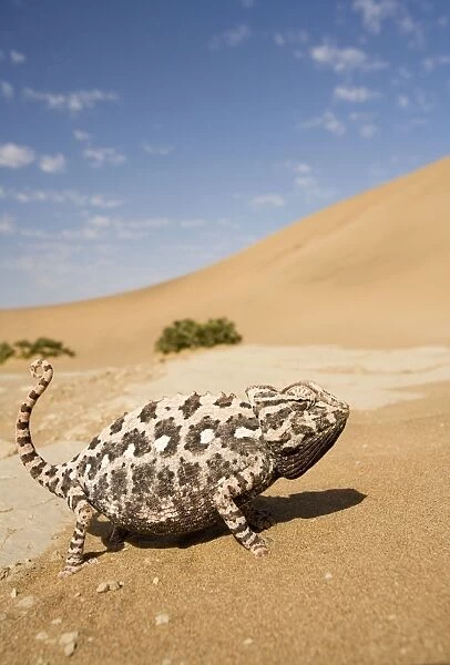 Namaqua Chameleon-Side profile during threat display-Pink Phase-With inflated body-Dunes-Swakopmund-Namib Desert-Namibia-Africa