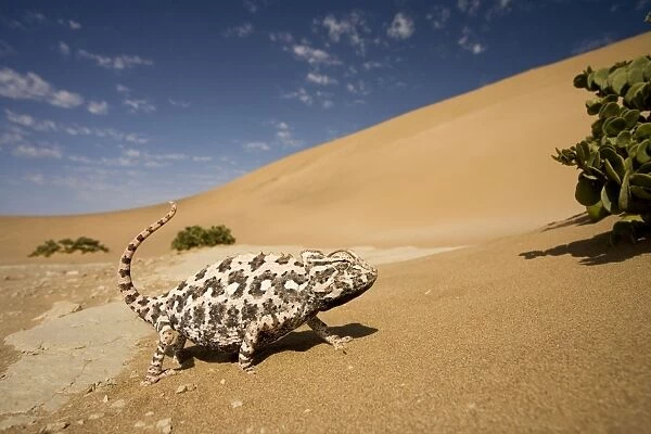 Namaqua Chameleon-Side profile during threat display-Pink Phase-With inflated body-Dunes-Swakopmund-Namib Desert-Namibia-Africa