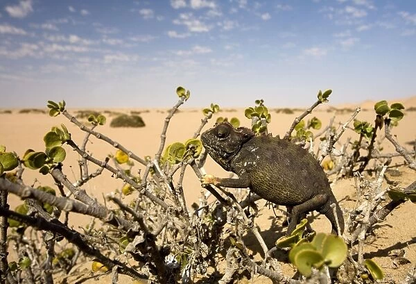 Namaqua Chameleon-Sitting in a Dollar Bush with the desert in the background-Dunes-Swakopmund-Namib Desert-Namibia-Africa