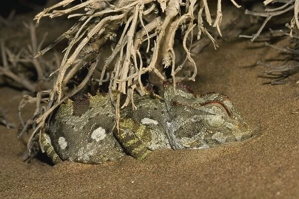 Namaqua Chameleon - Sleeping under a bush -Taken at night