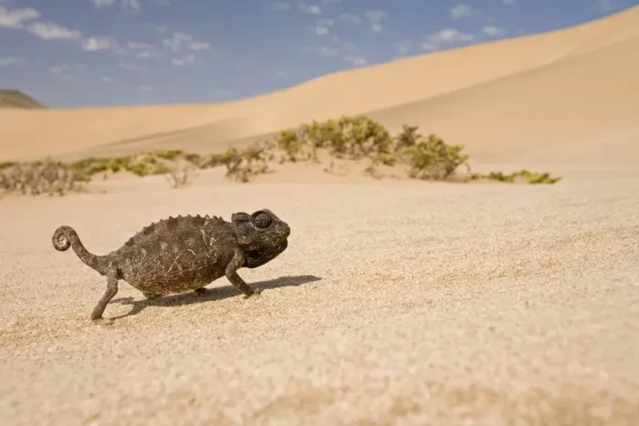 Framed Print : Namaqua Chameleon-Sriding accross white desert sand in its black form Dunes-Swakopmund-Namib Desert-Namibia-Africa Framed Print : Namaqua Chameleon-Sriding accross white desert sand in its black form Dunes-Swakopmund-Namib Desert-Namibia-Africa