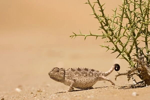 Namaqua Chameleon Standing at the edge of a !Nara Plant. Namib Desert, Namibia, Africa