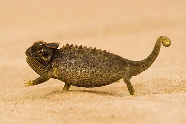Namaqua Chameleon - striding over dune sand - Namib Desert - Namibia - Africa