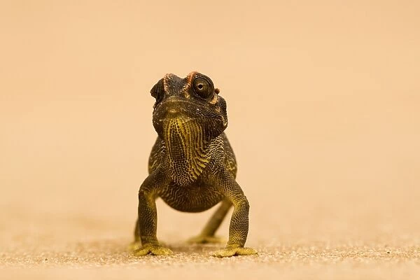 Namaqua Chameleon - striding over dune sand - Namib Desert - Namibia - Africa