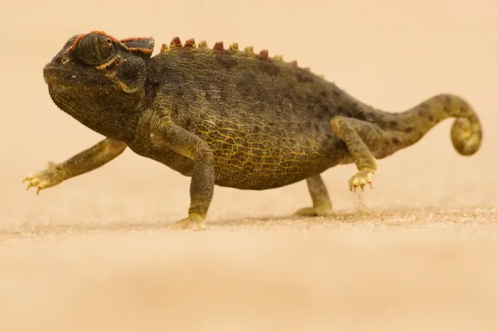 Framed Print : Namaqua Chameleon - striding over dune sand - Namib Desert - Namibia - Africa Framed Print : Namaqua Chameleon - striding over dune sand - Namib Desert - Namibia - Africa