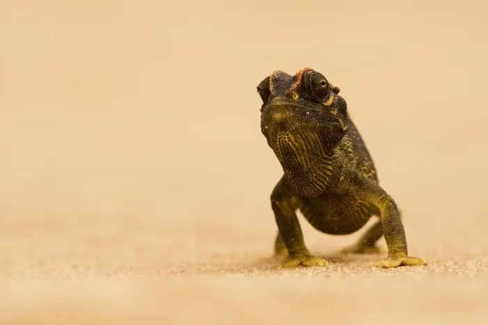 Framed Print : Namaqua Chameleon - striding over dune sand - Namib Desert - Namibia - Africa Framed Print : Namaqua Chameleon - striding over dune sand - Namib Desert - Namibia - Africa