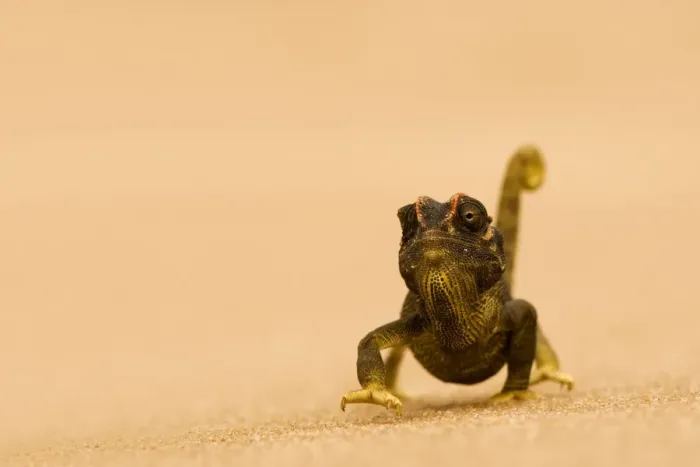 Framed Print : Namaqua Chameleon - striding over dune sand - Namib Desert - Namibia - Africa Framed Print : Namaqua Chameleon - striding over dune sand - Namib Desert - Namibia - Africa