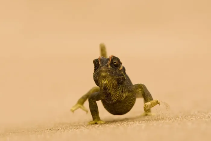 Framed Print : Namaqua Chameleon - striding over dune sand - Namib Desert - Namibia - Africa Framed Print : Namaqua Chameleon - striding over dune sand - Namib Desert - Namibia - Africa