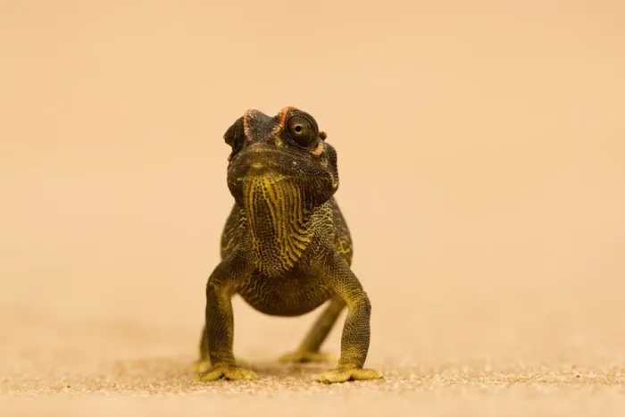 Framed Print : Namaqua Chameleon - striding over dune sand - Namib Desert - Namibia - Africa Framed Print : Namaqua Chameleon - striding over dune sand - Namib Desert - Namibia - Africa