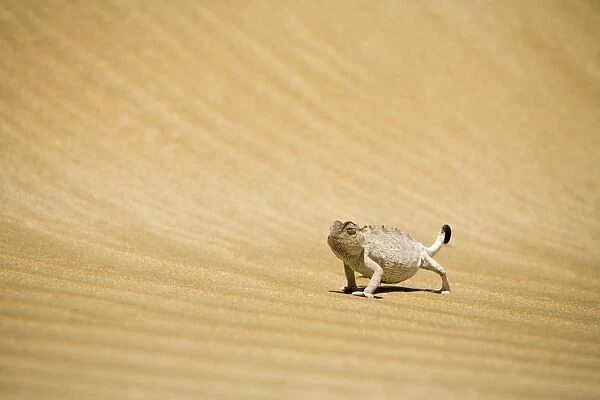 Namaqua Chameleon Striding over rippled dune sand. Namib Desert, Namibia, Africa