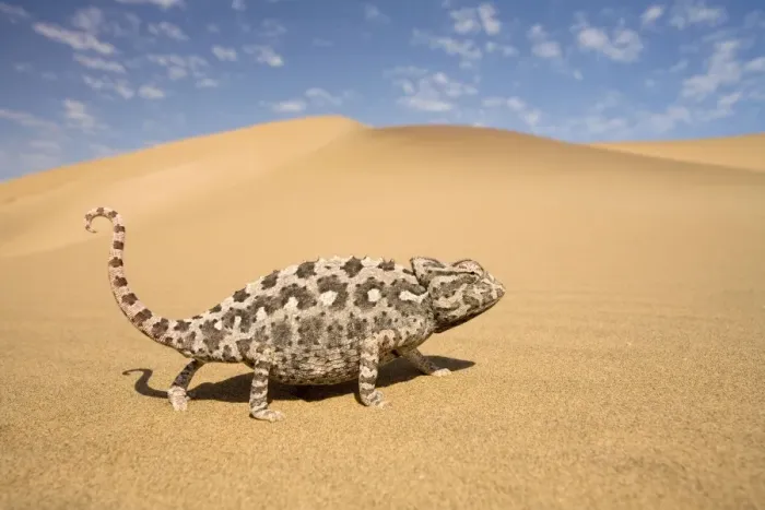Framed Print : Namaqua Chameleon-Striding over yellow dunes-blue sky with clouds in the background-Dunes-Swakopmund-Namib Desert-Namibia-Africa Framed Print : Namaqua Chameleon-Striding over yellow dunes-blue sky with clouds in the background-Dunes-Swakopmund-Namib Desert-Namibia-Africa