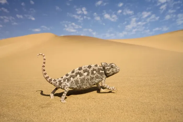 Framed Print : Namaqua Chameleon-Striding over yellow dunes-blue sky with clouds in the background-Dunes-Swakopmund-Namib Desert-Namibia-Africa Framed Print : Namaqua Chameleon-Striding over yellow dunes-blue sky with clouds in the background-Dunes-Swakopmund-Namib Desert-Namibia-Africa