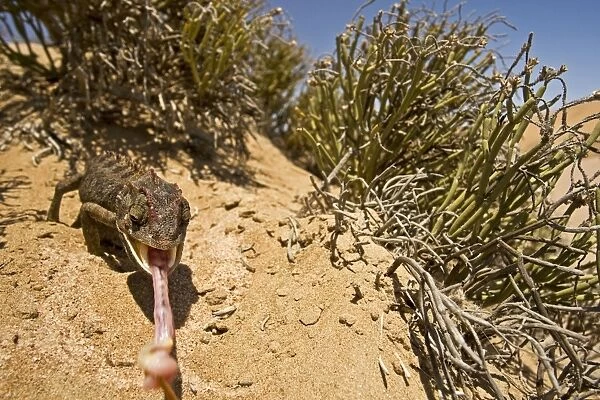 Namaqua Chameleon - With tongue fully extended - Namib Desert - Namibia - Africa