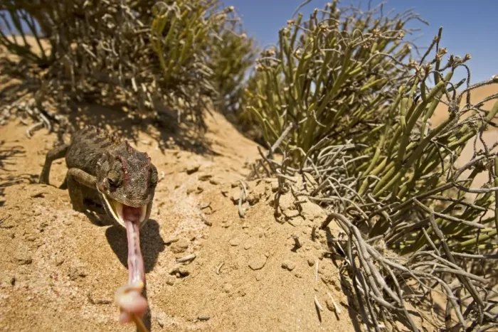 Framed Print : Namaqua Chameleon - With tongue fully extended - Namib Desert - Namibia - Africa Framed Print : Namaqua Chameleon - With tongue fully extended - Namib Desert - Namibia - Africa