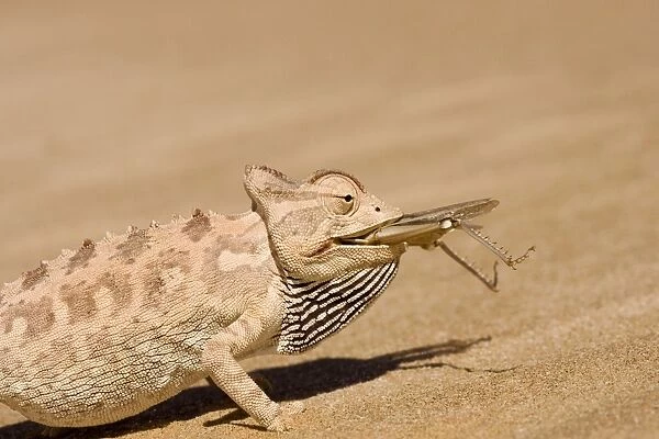 Namaqua Chameleon - Trying to eat a large Desert Locust - Sequence 2 of 3 - Namib Desert - Namibia - Africa