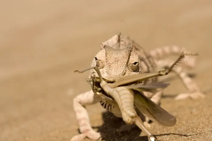 Framed Print : Namaqua Chameleon - Trying to eat a large Desert Locust in a sand storm - Sequence 1 of 3 - Namib Desert - Namibia - Africa Framed Print : Namaqua Chameleon - Trying to eat a large Desert Locust in a sand storm - Sequence 1 of 3 - Namib Desert - Namibia - Africa