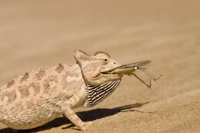 Framed Print : Namaqua Chameleon - Trying to eat a large Desert Locust - Sequence 2 of 3 - Namib Desert - Namibia - Africa Framed Print : Namaqua Chameleon - Trying to eat a large Desert Locust - Sequence 2 of 3 - Namib Desert - Namibia - Africa