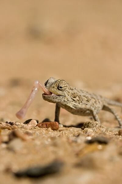Namaqua Chameleon-Using its tongue to catch prey Namib Desert-Namibia-Africa