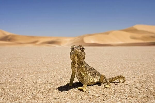 Namaqua Chameleon - Wide Angle shot sitting on the gravel plain - Yellow colouration with distinct pattern - Namib Desert - Namibia - Africa