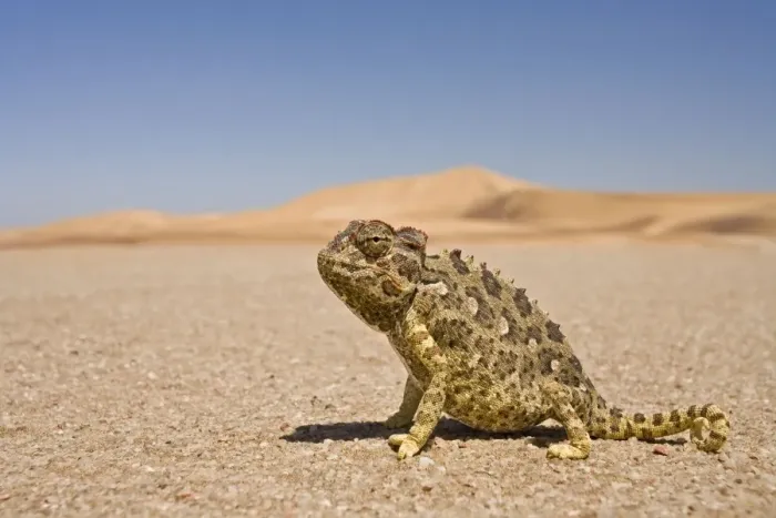Framed Print : Namaqua Chameleon - Wide Angle shot sitting on the gravel plain - Yellow colouration with distinct pattern - Namib Desert - Namibia - Africa Framed Print : Namaqua Chameleon - Wide Angle shot sitting on the gravel plain - Yellow colouration with distinct pattern - Namib Desert - Namibia - Africa