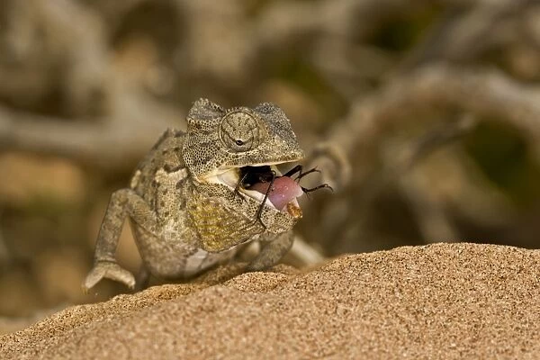 Namaqua Chameleon - young chameleon with dune beetle in its mouth - Namib Desert - Namibia - Africa
