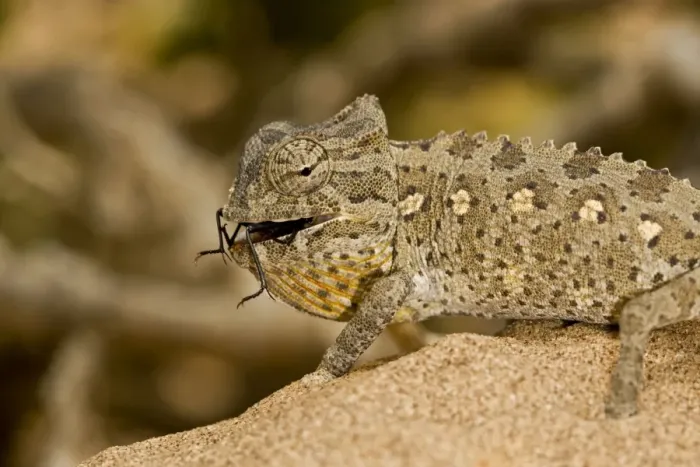 Framed Print : Namaqua Chameleon - Young chameleon with dune beetle in its mouth - Namib Desert - Namibia - Africa
