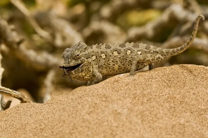 Framed Print : Namaqua Chameleon - Young chameleon with dune beetle in its mouth - Namib Desert - Namibia - Africa Framed Print : Namaqua Chameleon - Young chameleon with dune beetle in its mouth - Namib Desert - Namibia - Africa