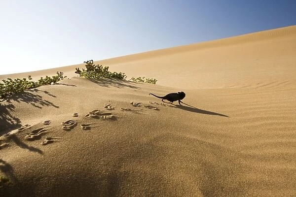 Namaqua Chameleon - Young chameleon walking over dune sand leaving clearly visible tracks - Namib Desert - Namibia - Africa